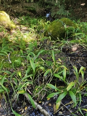 Anarrhinum bellidifolium
