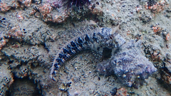 Parablennius tentacularis