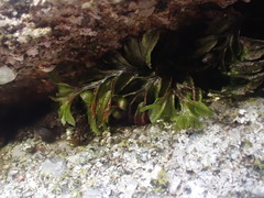 Hymenophyllum wilsonii