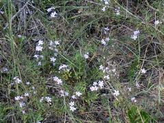 Chaenostoma calciphilum