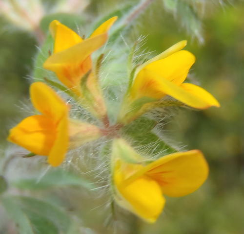 Lotus subbiflorus