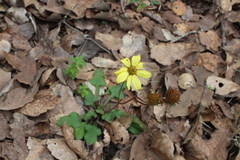 Iostephane trilobata