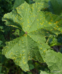 Puccinia malvacearum
