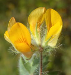 Lotus subbiflorus subbiflorus