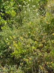 Lotus subbiflorus subbiflorus