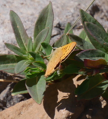 Tharsalea dorcas sangremar