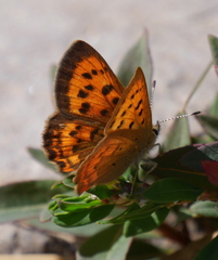 Tharsalea dorcas sangremar