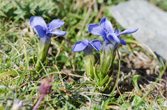 Gentianopsis ciliata ciliata