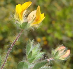 Lotus subbiflorus subbiflorus
