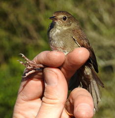 Bradypterus sylvaticus sylvaticus