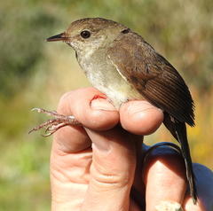 Bradypterus sylvaticus sylvaticus