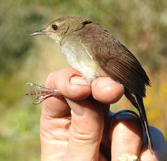 Bradypterus sylvaticus sylvaticus