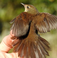 Bradypterus sylvaticus sylvaticus