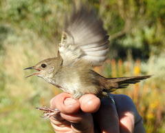 Bradypterus sylvaticus sylvaticus