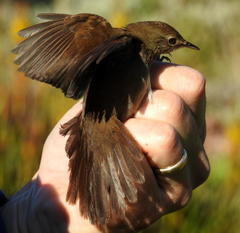 Bradypterus sylvaticus sylvaticus