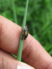 Callirhinus metallescens