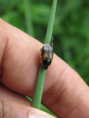 Callirhinus metallescens