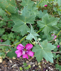 Malva assurgentiflora