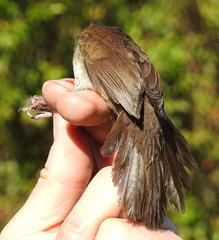 Bradypterus sylvaticus sylvaticus