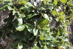 Quercus liebmannii