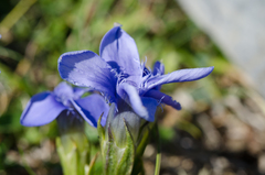Gentianopsis ciliata ciliata