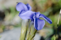 Gentianopsis ciliata ciliata