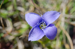Gentianopsis ciliata ciliata