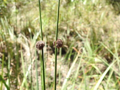 Chorizandra sphaerocephala