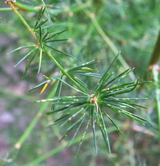 Asparagus cooperi