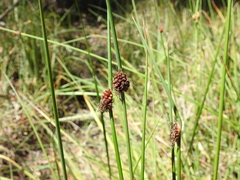 Chorizandra cymbaria