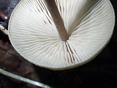 Entoloma conicum