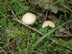 Entoloma conicum