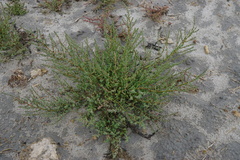 Suaeda pannonica