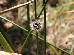 Chorizandra sphaerocephala