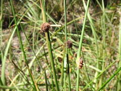 Chorizandra sphaerocephala