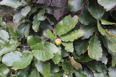 Quercus liebmannii