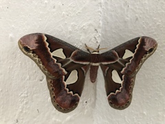 Rothschildia lebeau