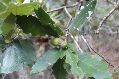 Quercus obtusata