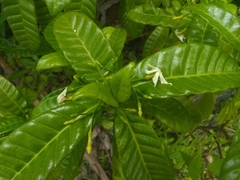Tabernaemontana citrifolia