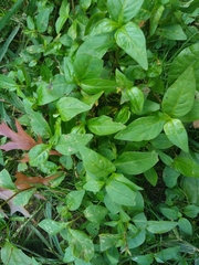 Magnoliopsida