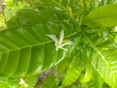 Tabernaemontana citrifolia