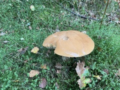Leccinum