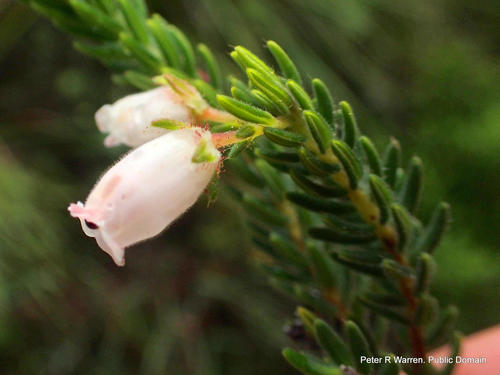 Erica oatesii