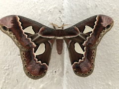 Rothschildia lebeau
