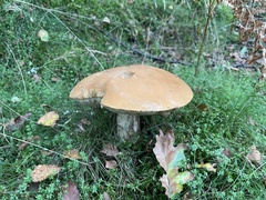 Leccinum