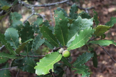 Quercus obtusata