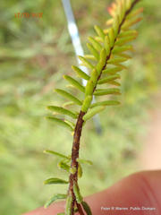 Erica oatesii oatesii