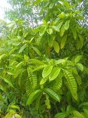 Tabernaemontana citrifolia
