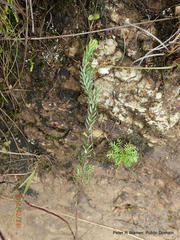 Erica oatesii oatesii