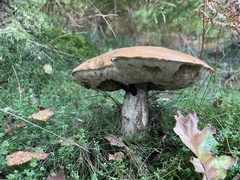 Leccinum